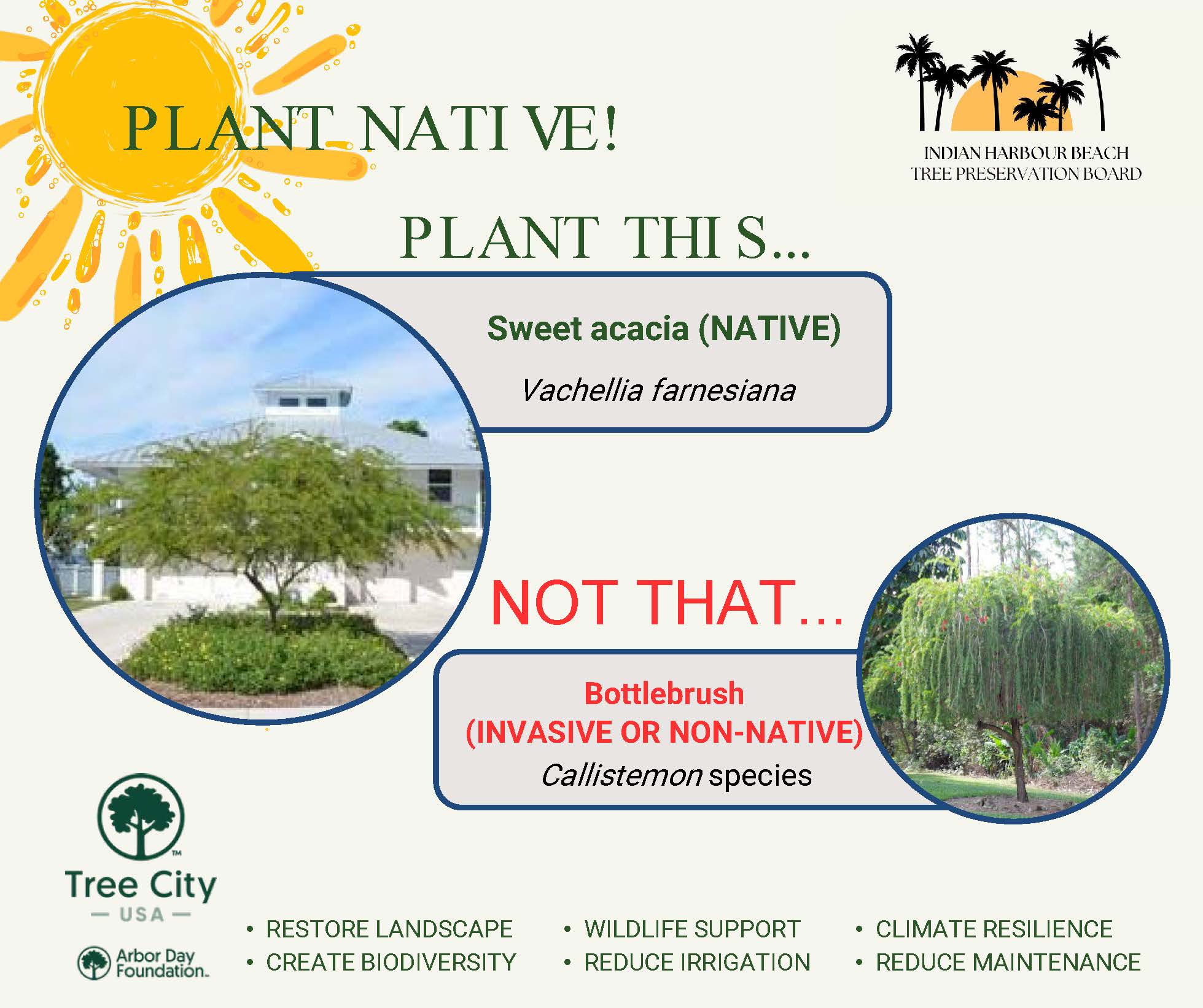 Plant This...Not That_Sweet Acacia and Bottlebrush